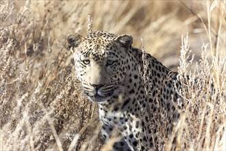 Leopard (Panthera pardus) in the high grass