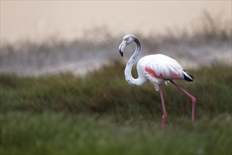 Greater Flamingo (Phoenicopterus roseus) in the lagoon of Sandwich Harbour