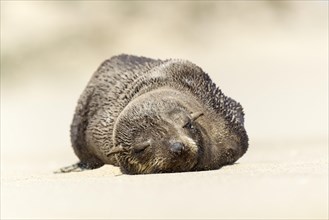 Brown Fur Seal or Cape Fur Seal (Arctocephalus pusillus)