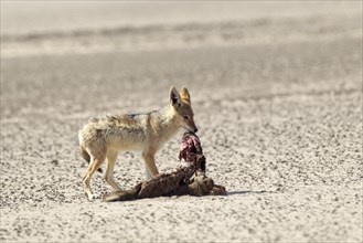 Black-backed Jackal (Canis mesomelas) with a dead seal