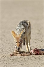Black-backed Jackal (Canis mesomelas) with a dead seal