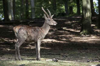 Red deer (Cervus elaphus)