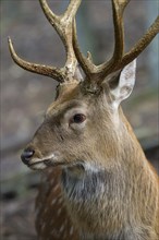 Sika deer (Cervus nippon)