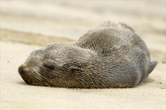 Brown fur seal (Arctocephalus pusillus)