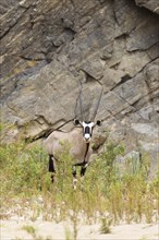 Gemsbok (Oryx gazella)