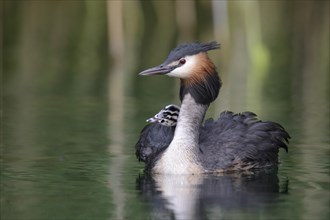 Great Crested Grebe (Podiceps cristatus)