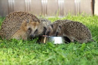 Hedgehog (Erinaceus europaeus)