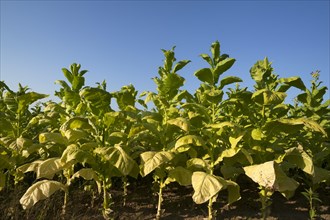 Ripe Tobacco field (Nicotiana) against blue sky