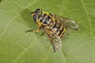 Dead Head Fly (Myathropa florea)