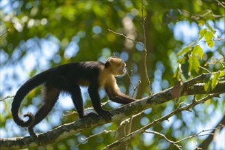 White-faced Capuchin or White-headed Capuchin (Cebus capucinus) on a tree branch