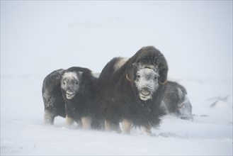 Muskoxen (Ovibos moschatus) in a snow storm