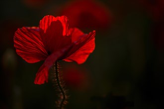 Common Poppy or Corn Poppy (Papaver rhoeas)