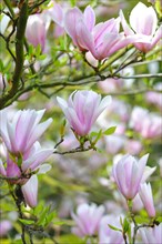 Tulip magnolia (Magnolia x soulangeana)