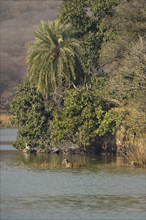 Wild Indian Tigers or Bengal Tigers