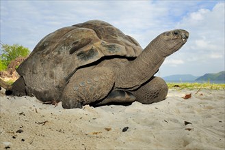 Aldabra Giant Tortoise (Aldabrachelys gigantea)