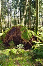 Uprooted spruce (Picea abies) after a storm