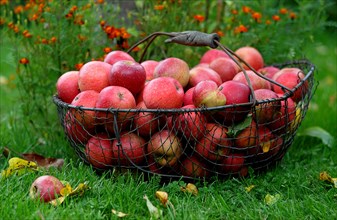 Basket with red apples and autumn leaves