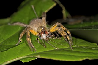 Brazilian Wandering Spider or Banana Spider