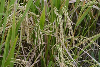 Ripe Rice grains on Rice plants (Oryza sativa)