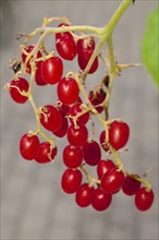 Cyphostemma lanigerum (Cyphostemma lanigerum)