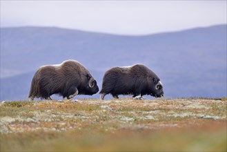Musk oxen (Ovibos moschatus) on the fjell