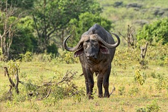 Cape Buffalo (Syncerus caffer)