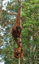 Bornean Orangutans (Pongo pygmaeus)