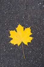 Yellow maple leaf on asphalt