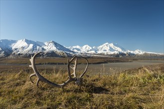Reindeer antlers in front of Mount McKinley