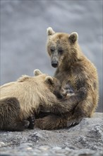 Brown bears (Ursus arctos) mother suckling