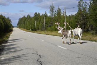 Reindeer (Rangifer tarandus) on a country road