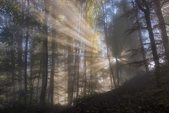 Sun rays in foggy mountain forest