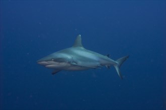 Grey Reef Shark (Carcharhinus amblyrhynchos)