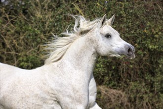 Arab full-blood horse galloping