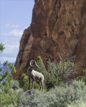 Desert Bighorn Sheep (Ovis canadensis nelsoni)