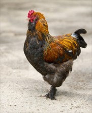Brahma chicken (Gallus gallus f. domestica)