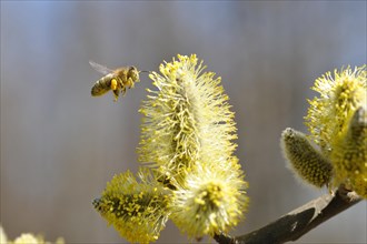 Blossoming willow (Salix) with bee (Apis mellifera) in flight