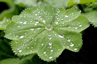 Lady's Mantle (Alchemilla sp) with dew drops