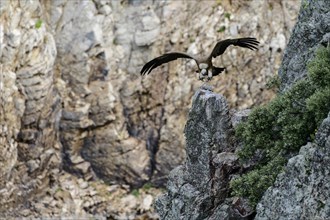 Griffon vulture (Gyps fulvus) lands on rock head