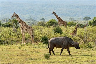 Giraffes (Giraffa camelopardalis) and a Cape buffalo (Syncerus caffer)