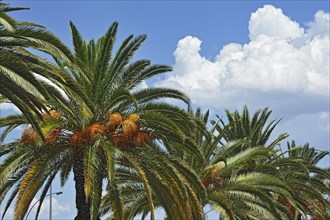 Date Palms (Phoenix)