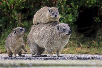 Rock Hyrax (Procavia capensis) adult female with two young