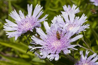 Bee on Stokes' Aster (Stokesia laevis)