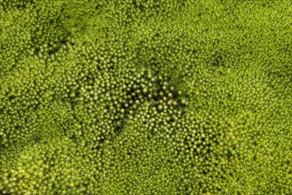 Star Moss (Polytrichum)