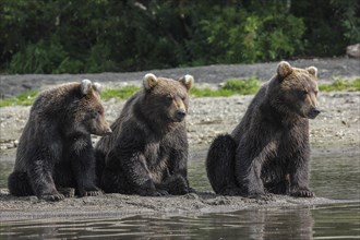 Brown bears (Ursus arctos)