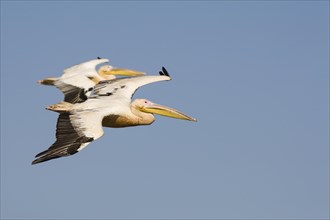 Great White Pelicans (Pelecanus onocrotalus) in flight