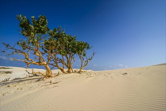 Shrubs growing in the sand dunes