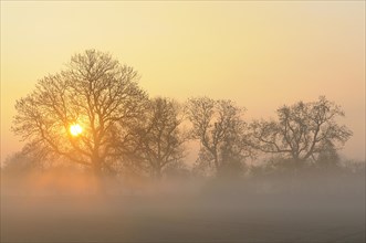 Sunrise with trees and fog
