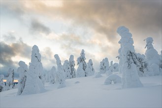 Snow-covered spruces