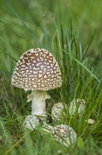 Royal fly agaric (Amanita regalis)